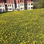 Salomon Apartamento